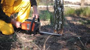 Best Tree Mulching  in Huntingdon, PA