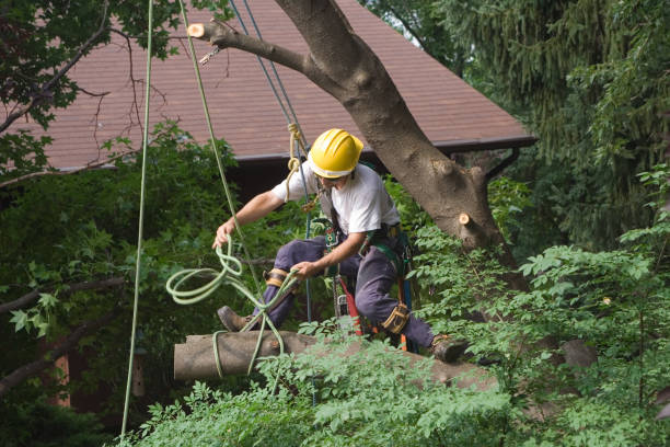 Reliable Huntingdon, PA Tree Care Solutions
