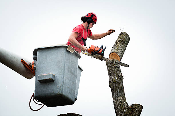 Seasonal Cleanup (Spring/Fall) in Huntingdon, PA